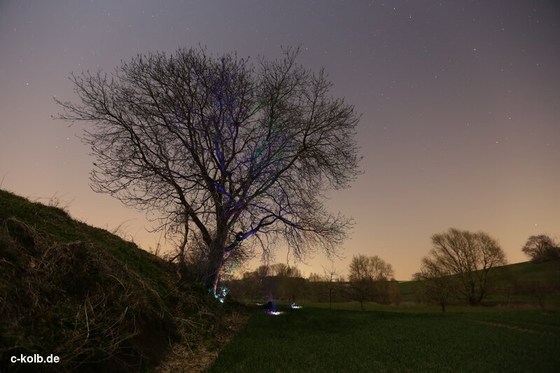 Baum, beleuchtet mit LEDs