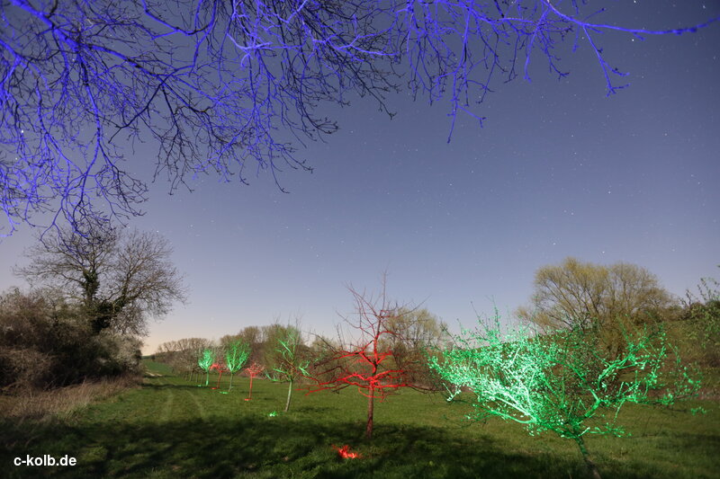 illuminated row of trees