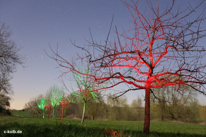 billuminated row of trees