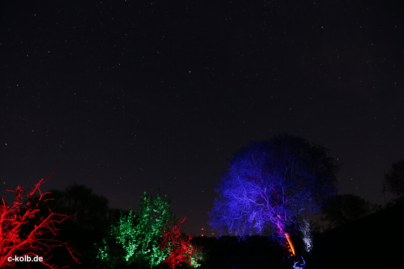 colorful illuminated trees
