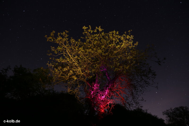 bunt beleuchteter Baum