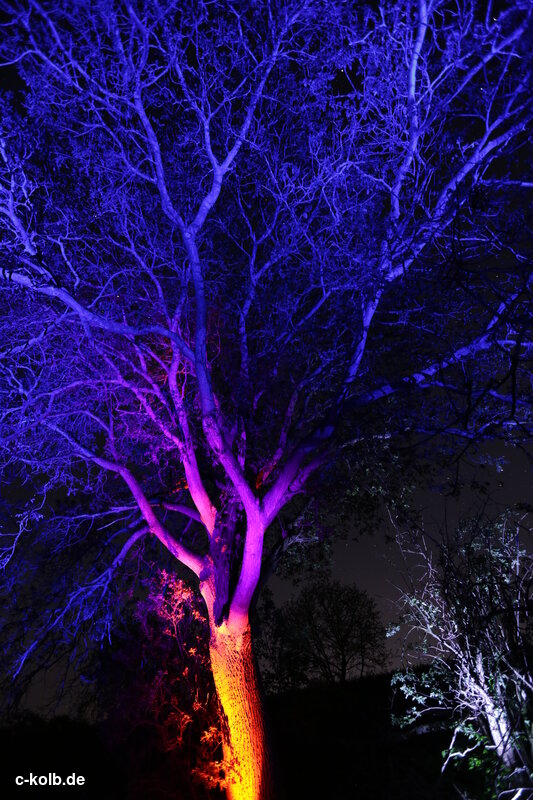 bcolorful illuminated tree