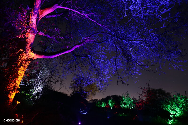 colorful illuminated trees