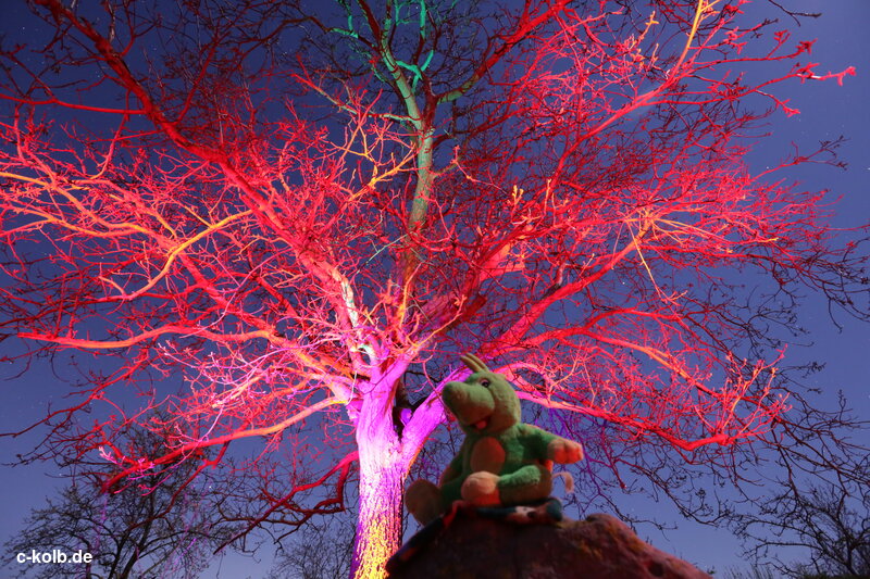 bunt beleuchteter Baum mit Tabaluga