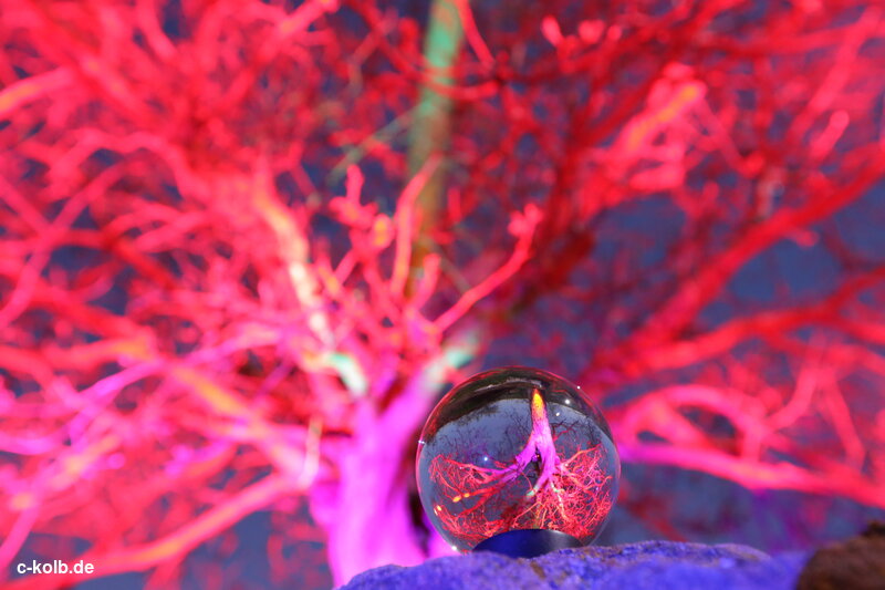 colorfully illuminated tree with photo ball