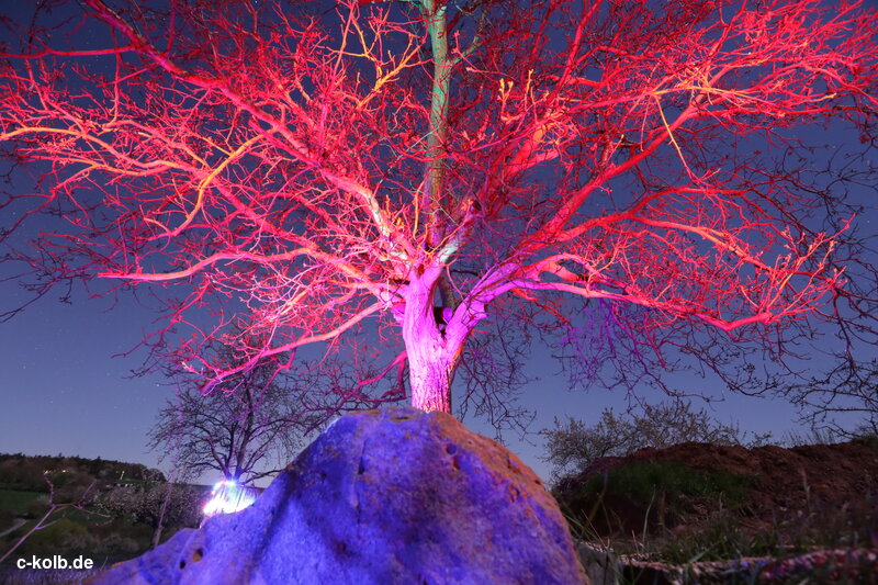 colorfully illuminated tree with stone